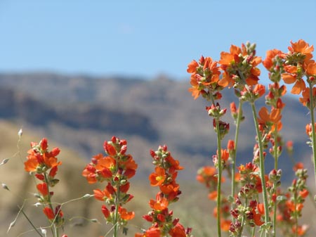 IMG_1992 desert flowers